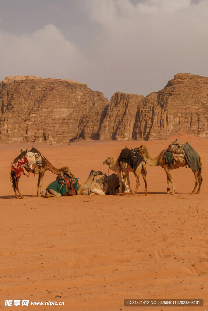 沙漠中的骆驼队与壮丽风景