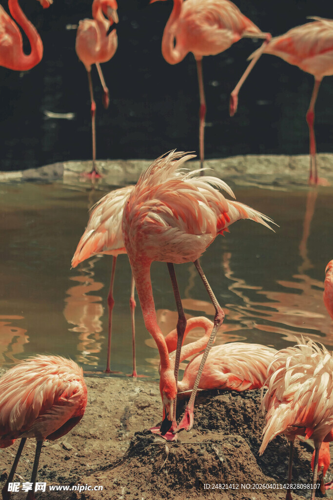 一群火烈鸟在水边栖息