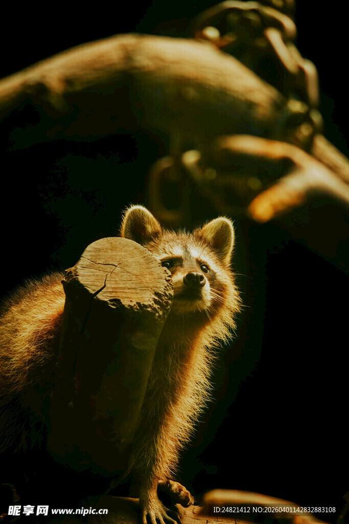 可爱鼬类动物特写