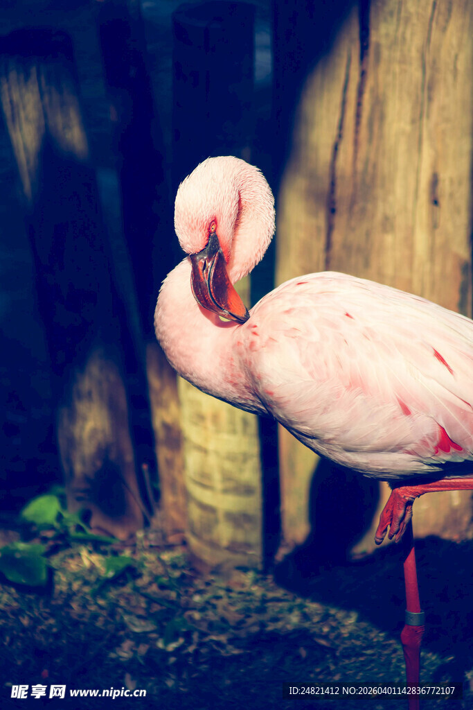优雅火烈鸟特写