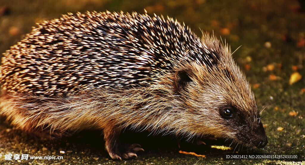 可爱小刺猬在地面觅食