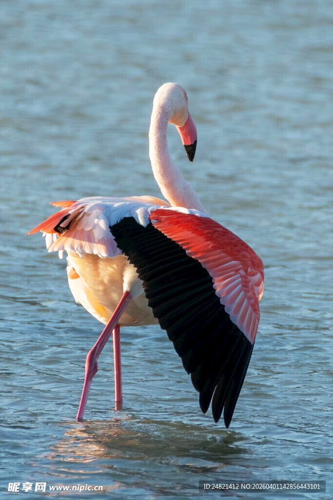 展翅的火烈鸟于水中