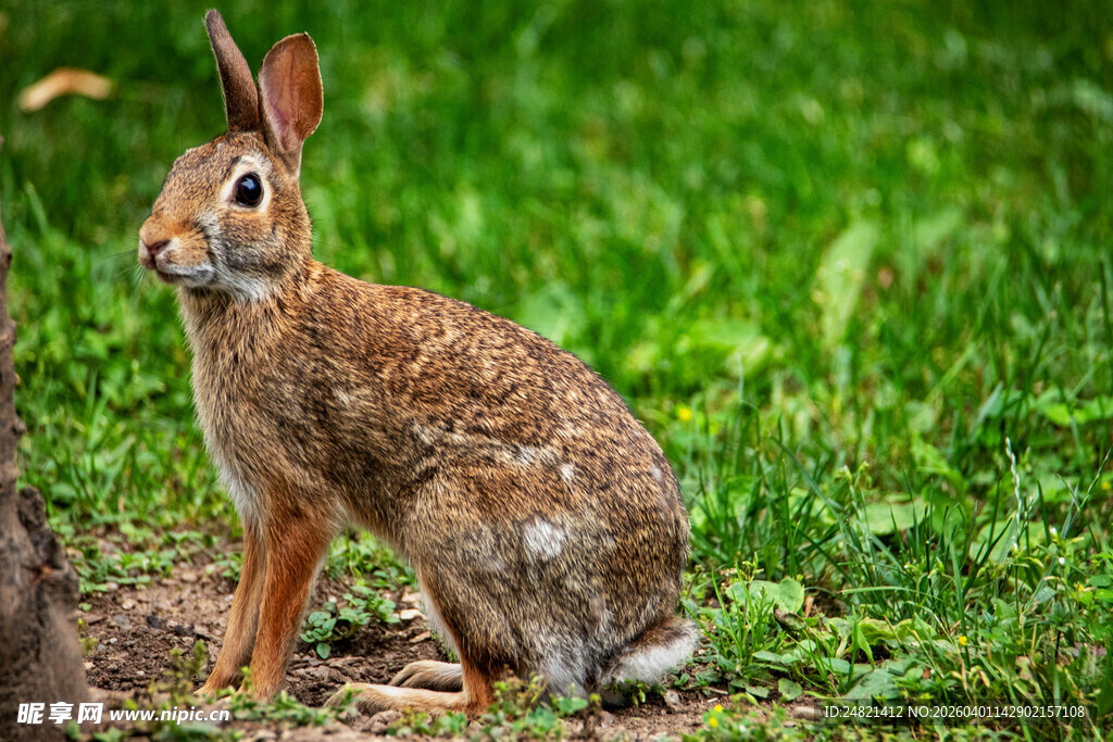 草地上的机敏野兔