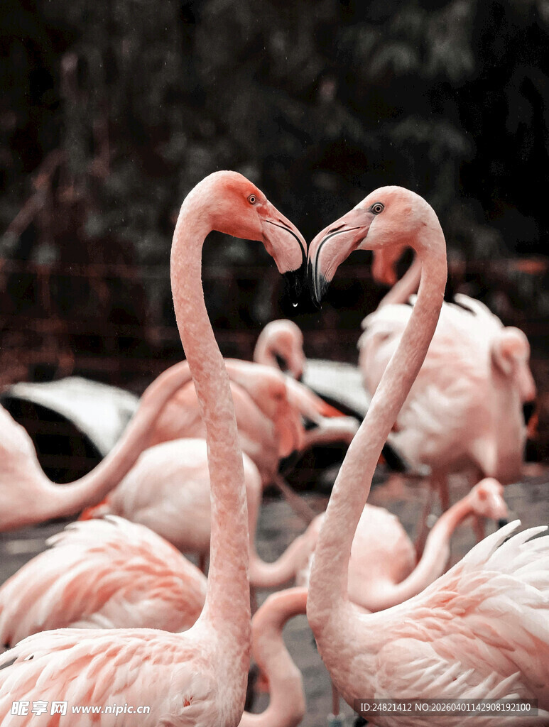 火烈鸟优雅姿态展现浪漫