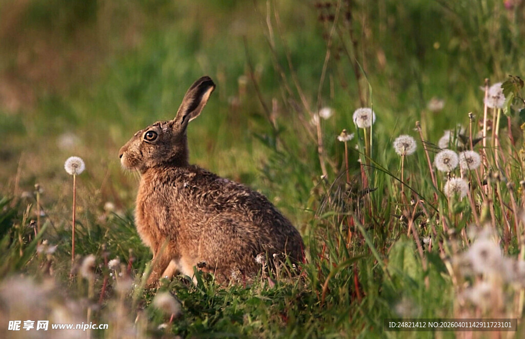 田野中的棕色野兔