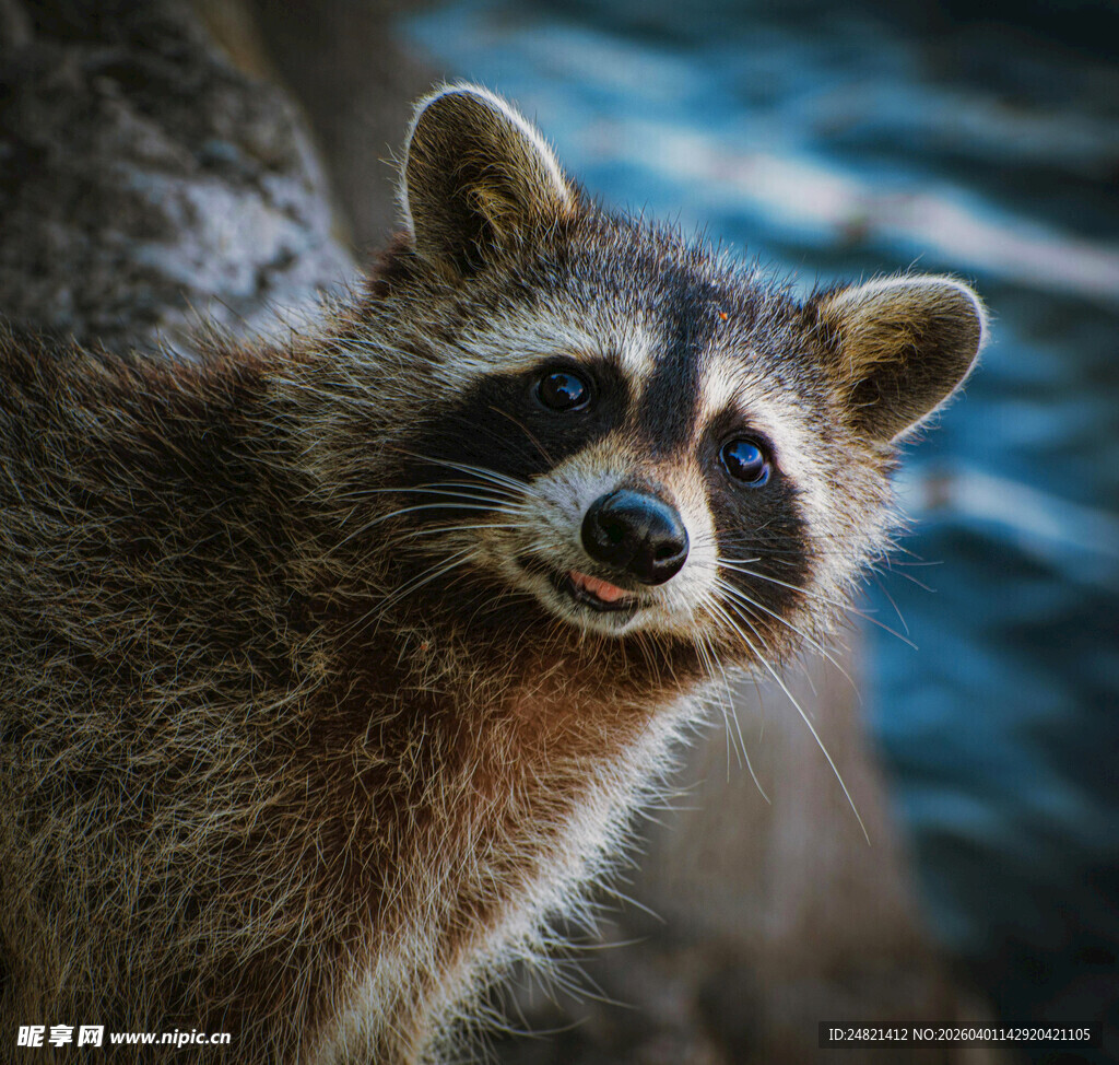 可爱浣熊近景特写
