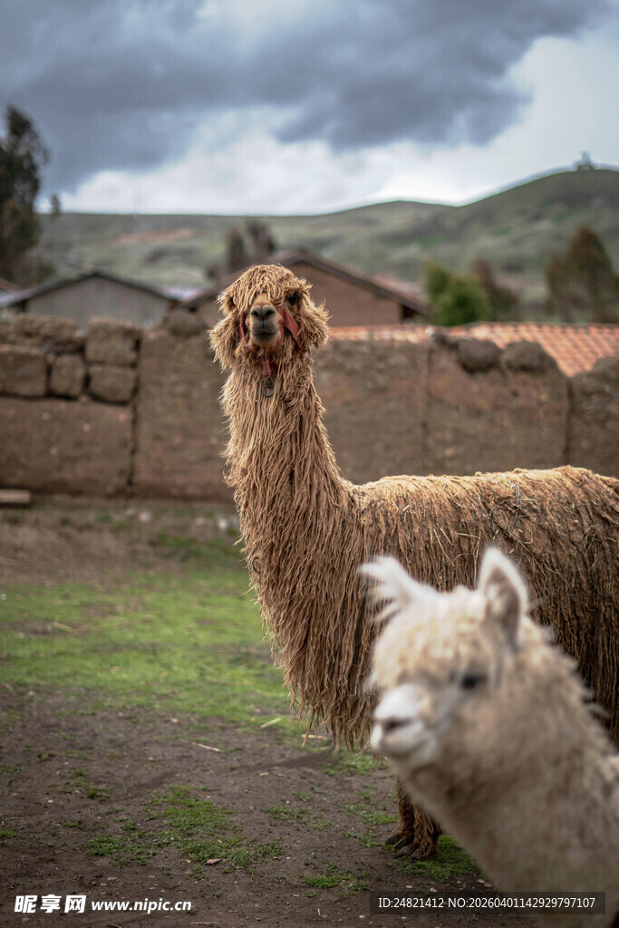 草地上的可爱羊驼