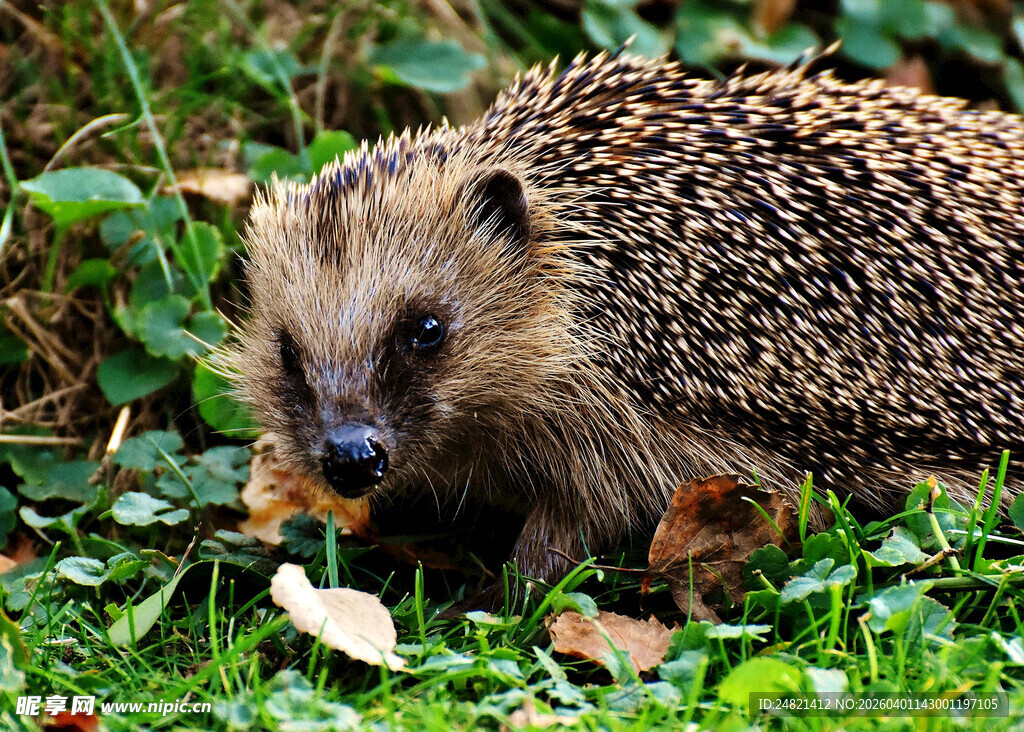草地上的小刺猬