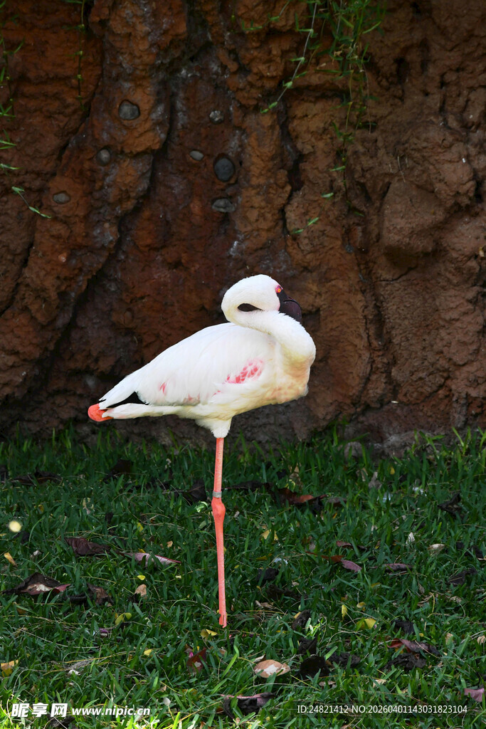 单腿站立的优雅白鹳