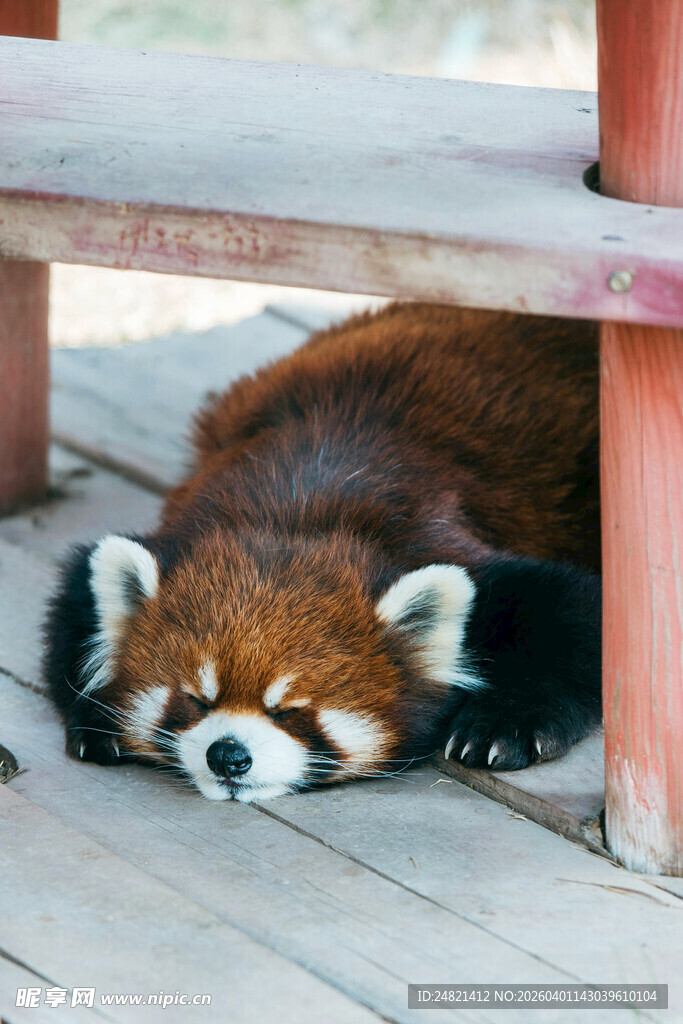 小熊猫惬意躺卧木质平台