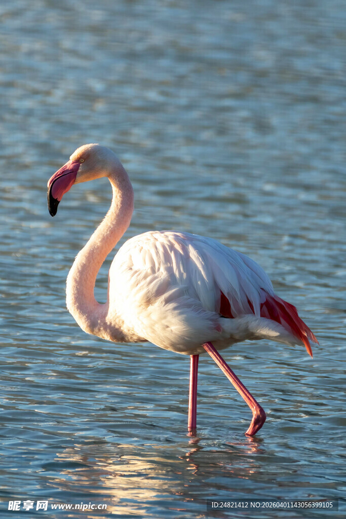 水中漫步的优雅火烈鸟