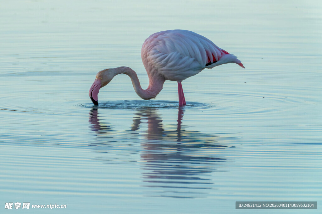 浅滩上的优雅火烈鸟