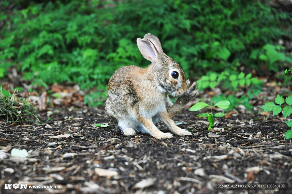 野外草地中的可爱小兔子