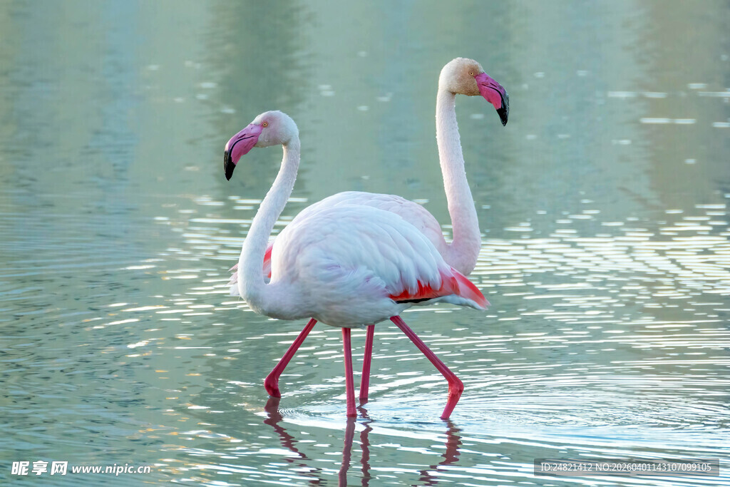 水中漫步的优雅火烈鸟