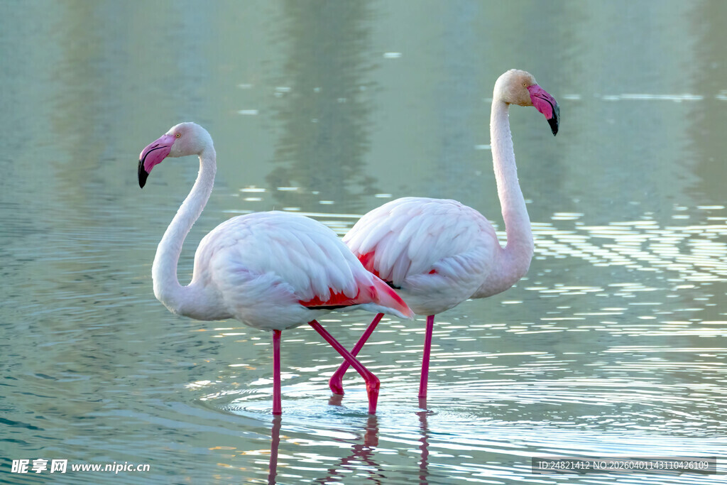 水中双火烈鸟优雅身姿