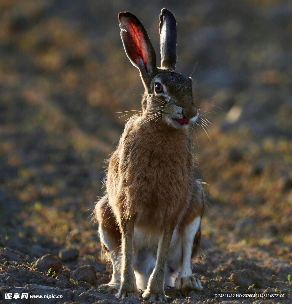 野外站立的棕色大耳野兔