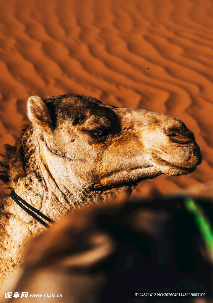 沙漠中的骆驼特写