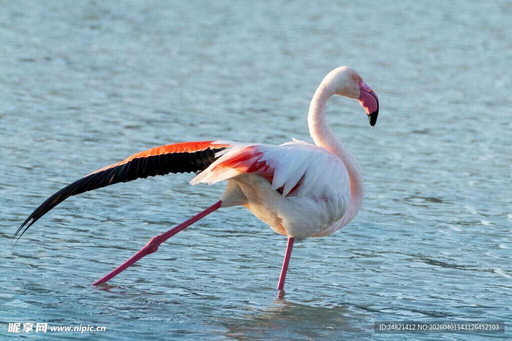 水中优雅起舞的火烈鸟