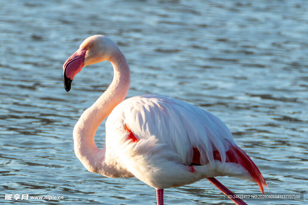 水中优雅的火烈鸟