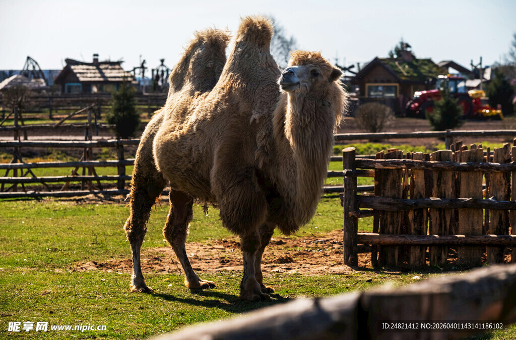 草原上的骆驼