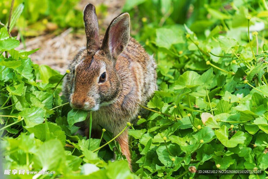 草丛中的野兔