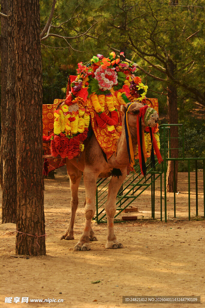 装饰华丽的骆驼