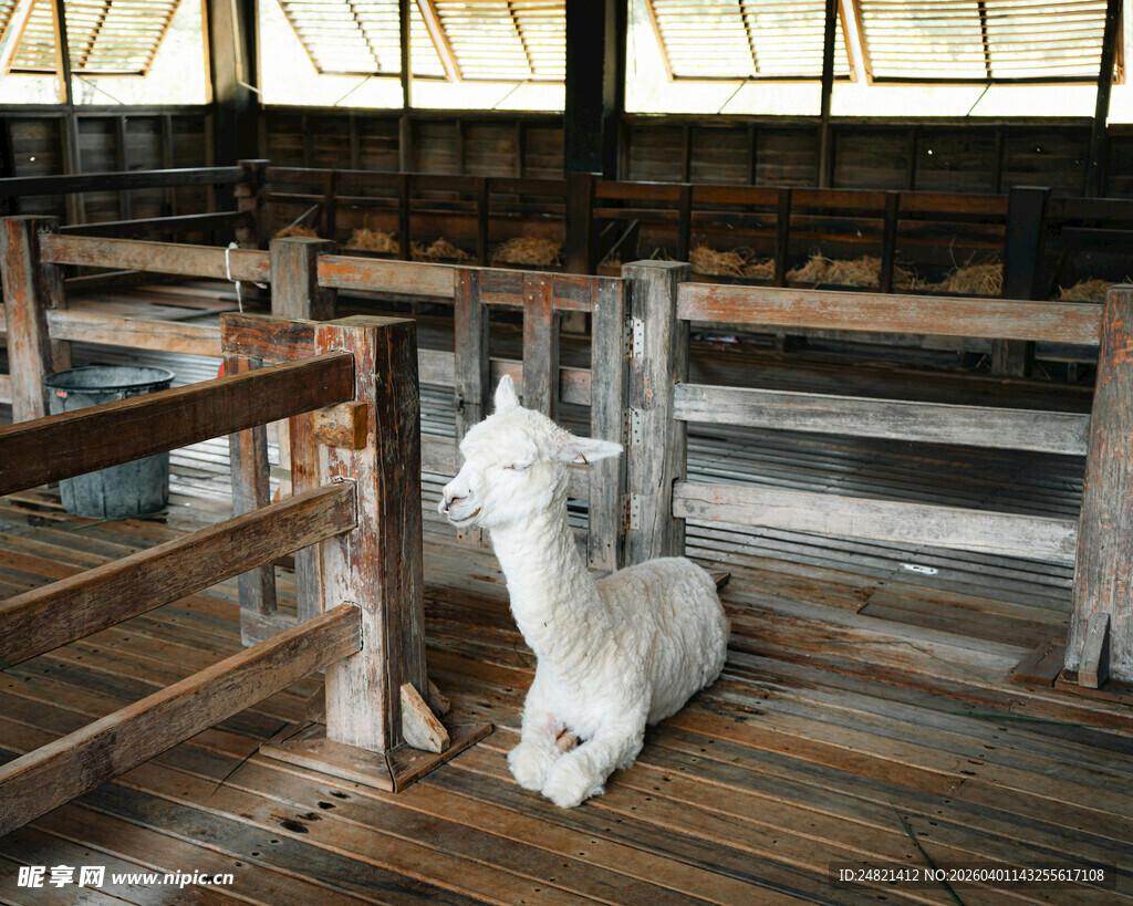 羊在木质围栏内休憩