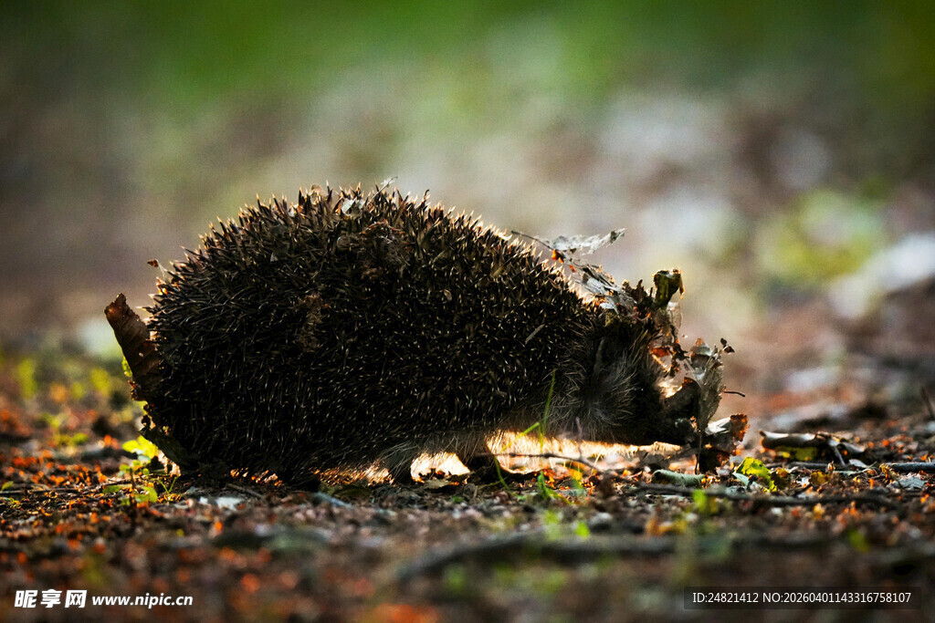 森林中觅食的小刺猬