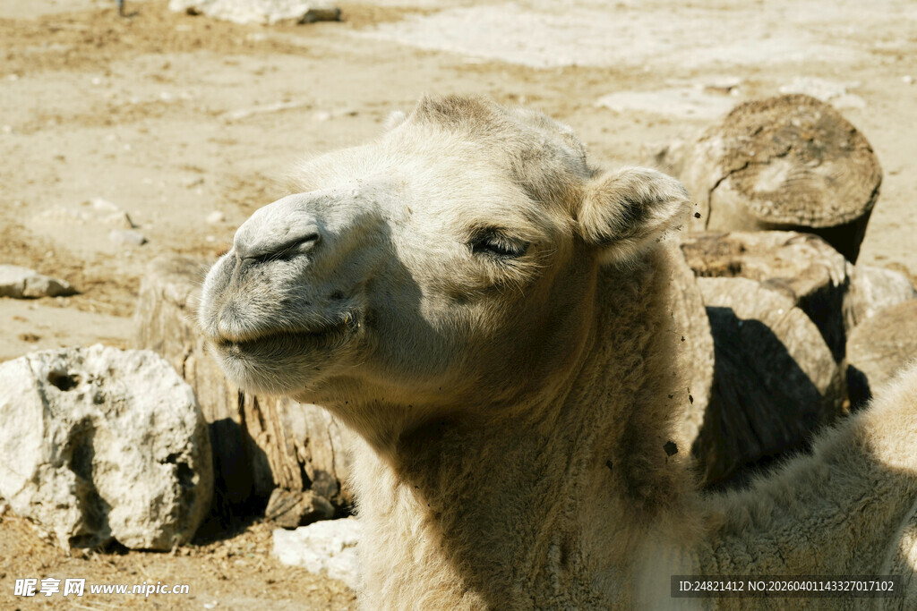 沙漠中的骆驼特写