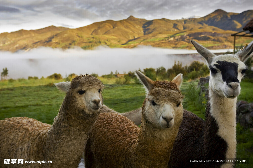 草原上的可爱羊驼群