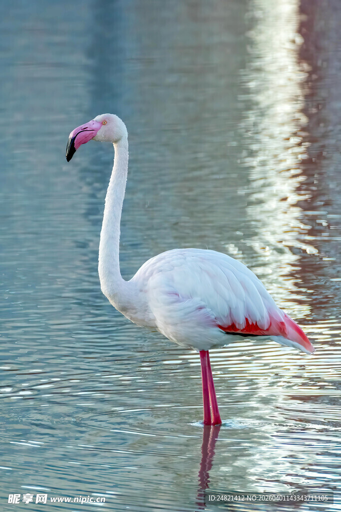 水中优雅的火烈鸟