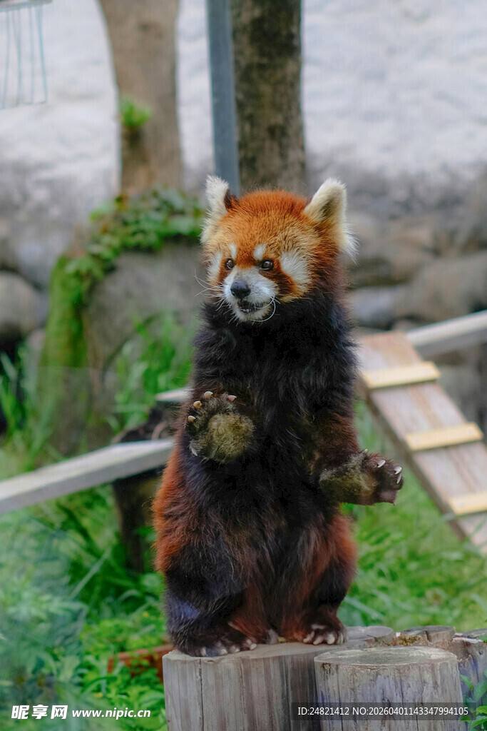 小熊猫站立木墩憨态可掬