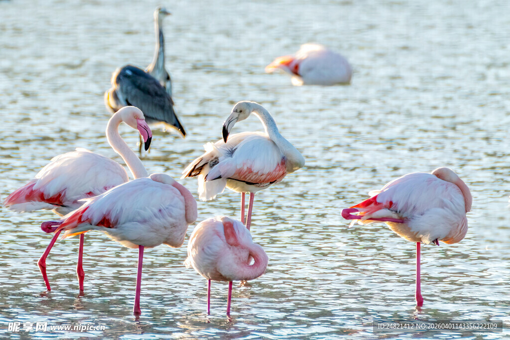 浅滩上的火烈鸟群