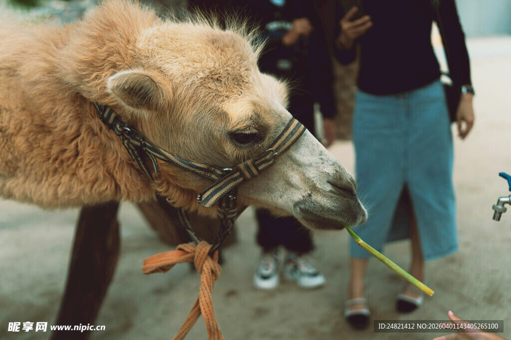 骆驼与人互动场景