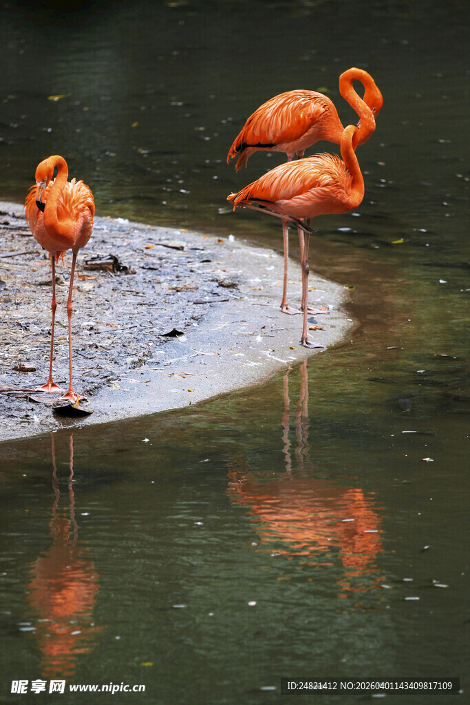 水边的火烈鸟优雅身姿