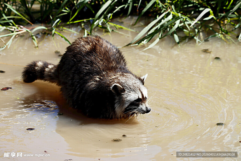 浣熊在浅水中觅食