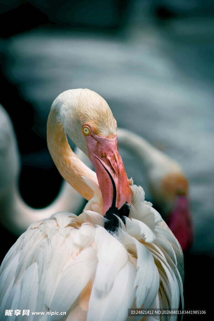优雅火烈鸟整理羽毛