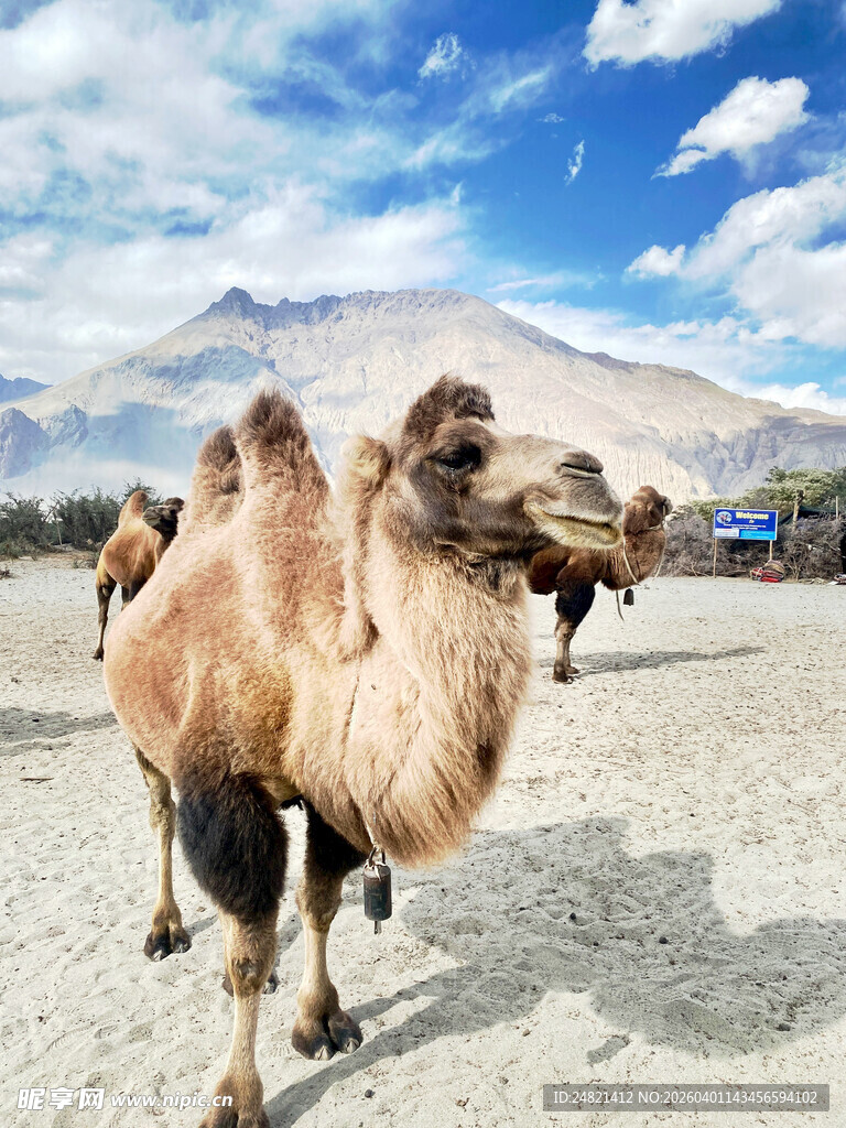 沙漠中漫步的骆驼群