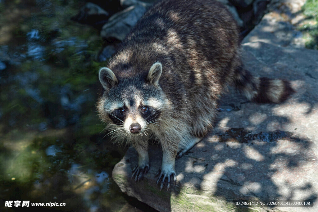 溪边浣熊特写