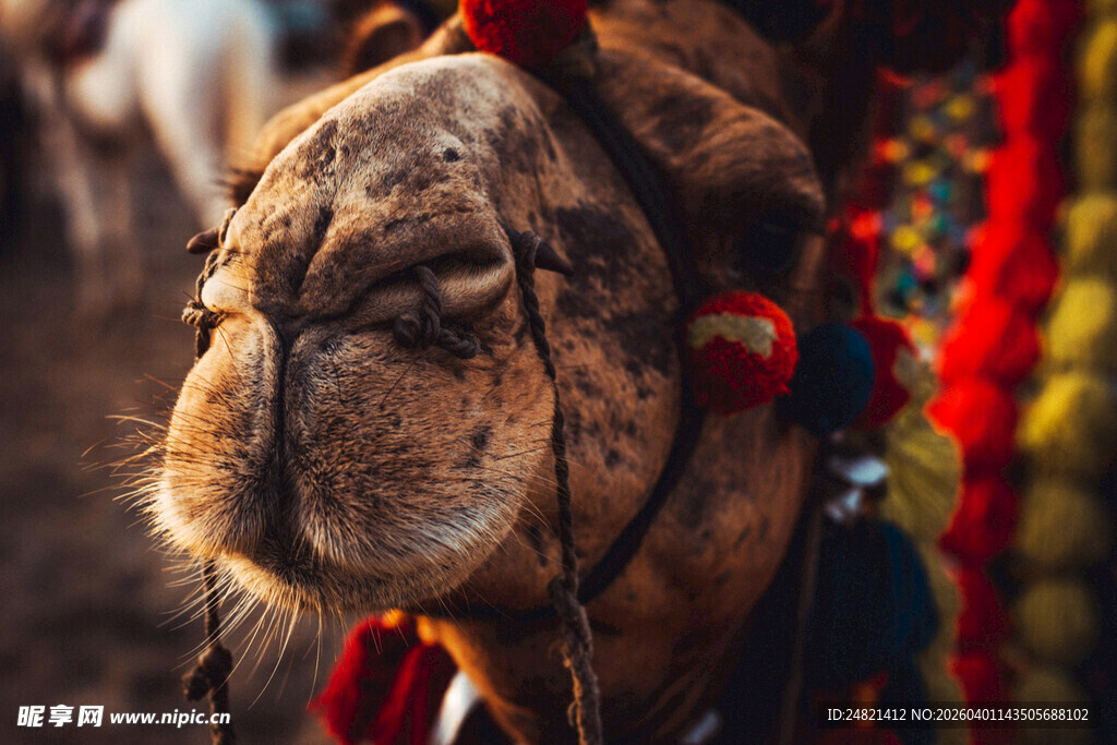 装饰华丽的骆驼特写