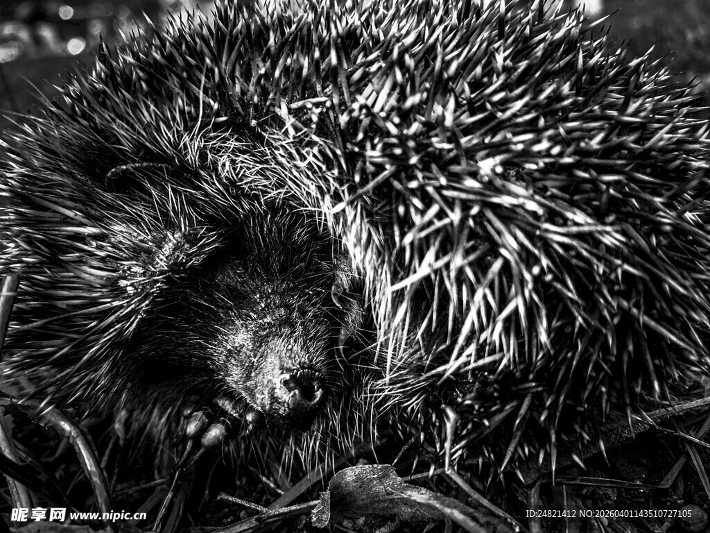 蜷卧的刺猬