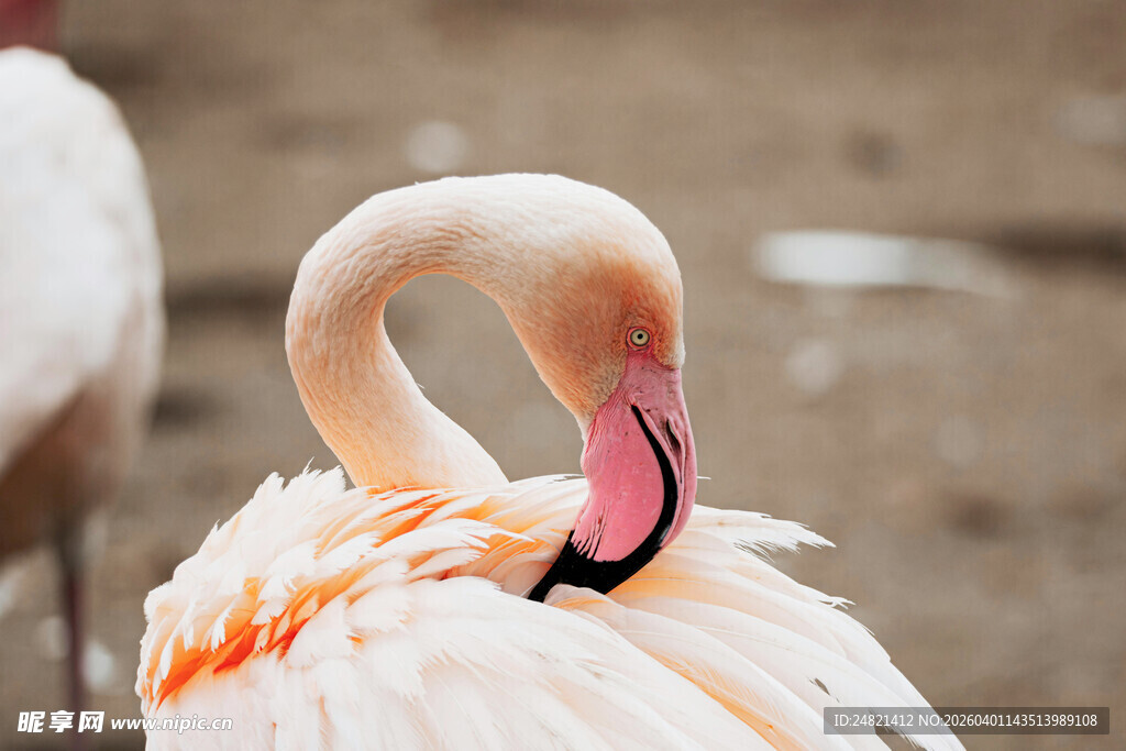 优雅火烈鸟整理羽毛