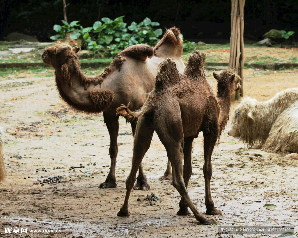 动物园中站立的几只骆驼