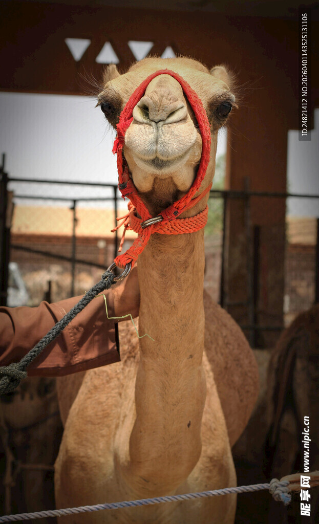 动物园中可爱的骆驼
