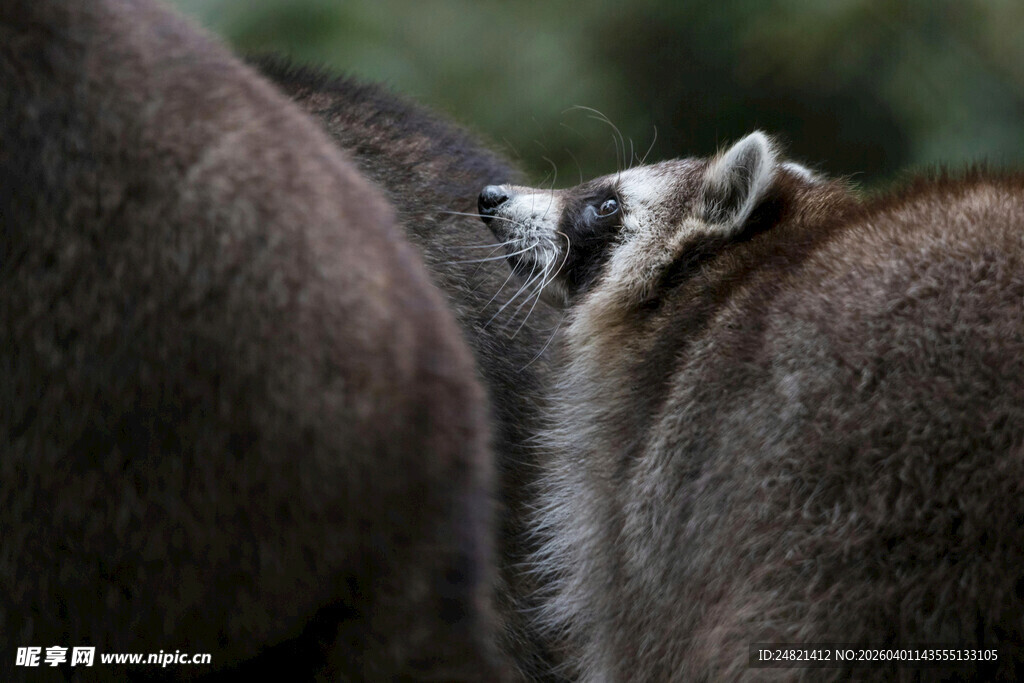 亲密依偎的两只动物