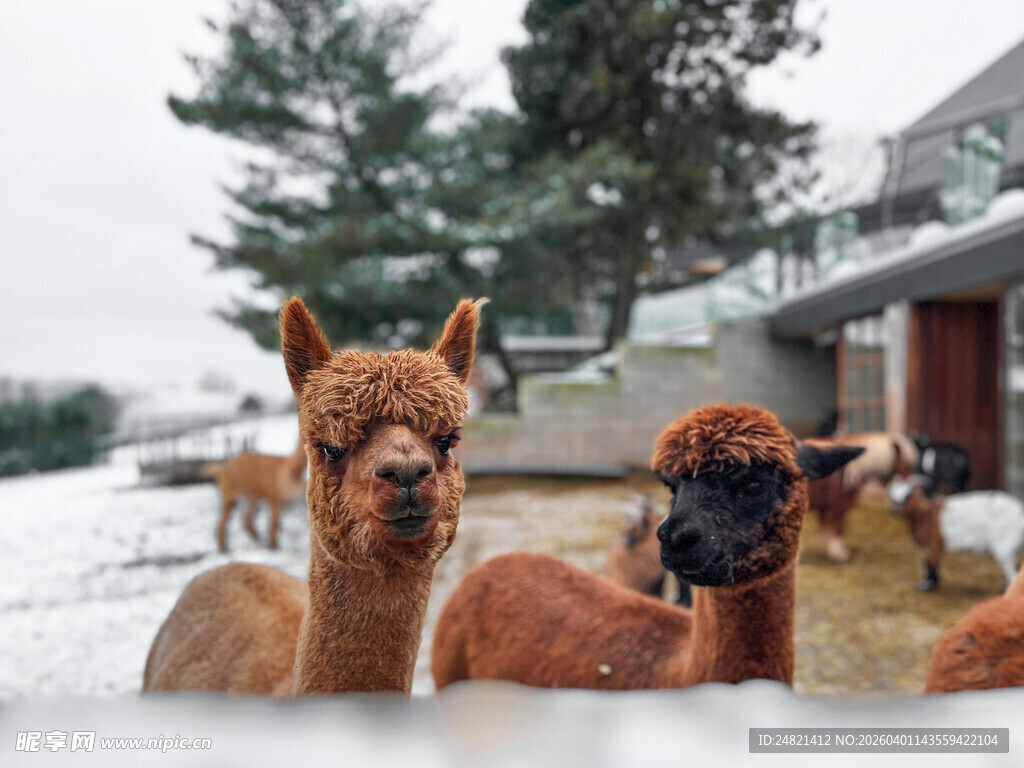 雪地中的可爱羊驼