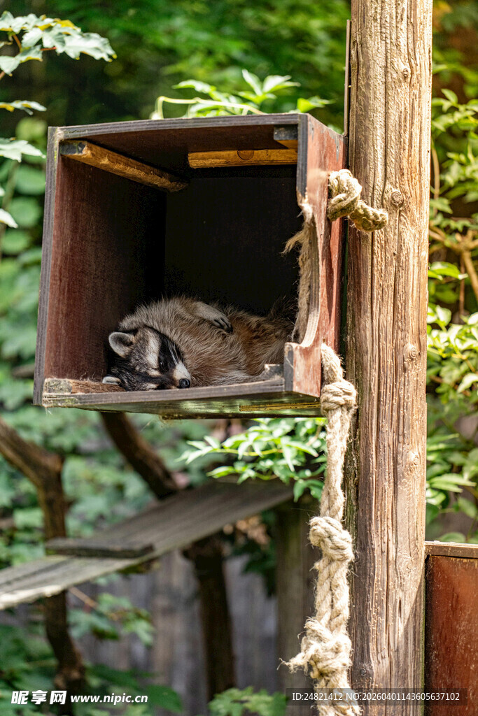 箱中休憩的小动物