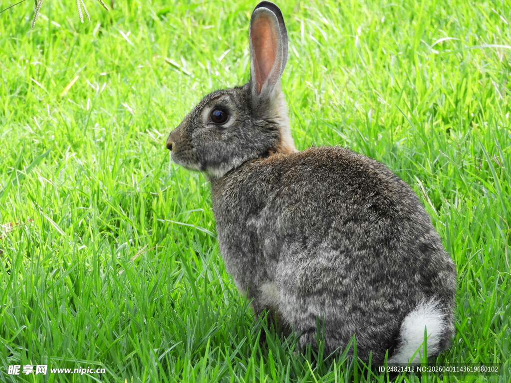 草地上的灰毛兔子