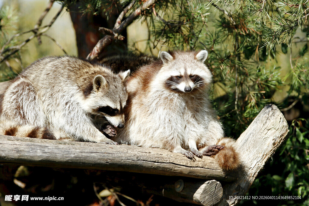 树枝上的两只浣熊