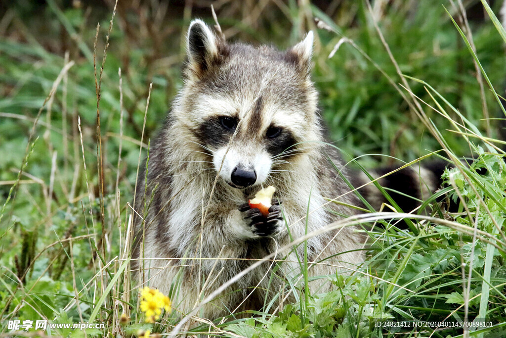草丛中进食的可爱浣熊